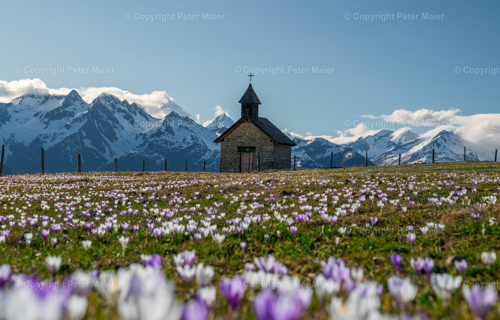 Glocknerblick_Krokusse_2024-44 | piet_flosse