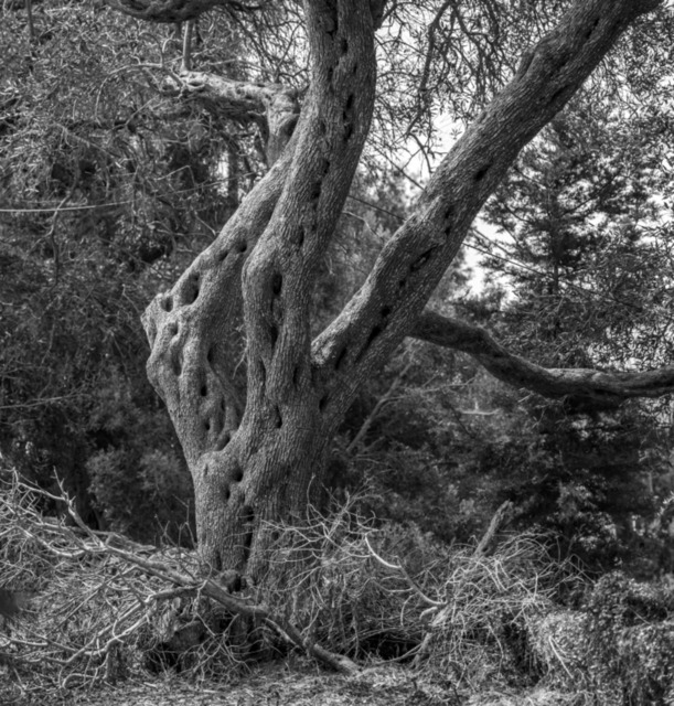 Olive Baum / Olea europaea, Olivia / Olive tree | Kreative Fotografie von Fotoloft-MaciejRusinek aus Frankfurt am Main. Große Motivauswahl in individuell ausgewählten Formaten auf unterschiedlichen Materialien. Bestellen bequem online.
Preise sind variable, je nach Material und Größe. 
 - Realisiert mit Pictrs.com