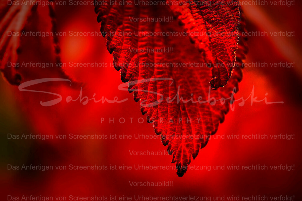 Wandbild Blatt in ROT | People- und Tierfotografie, Imageaufnahmen, Veranstaltungsfotografie und Wandbilder aus der Natur ★ Made in Germany ✔️ Druck + Downloads ✔️ Naturfotografie in Top Qualität ★ schneller Versand, weltweite Lieferung! - Realisiert mit Pictrs.com