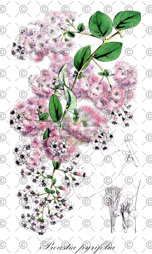 HistAbb_EMP_15896_SRC_Schlechtendal_FLORAD_SIMPLE | Historische Abbildung von Proustia pyrifolia - Asteraceae | Historical Illustration of Proustia pyrifolia - Asteraceae