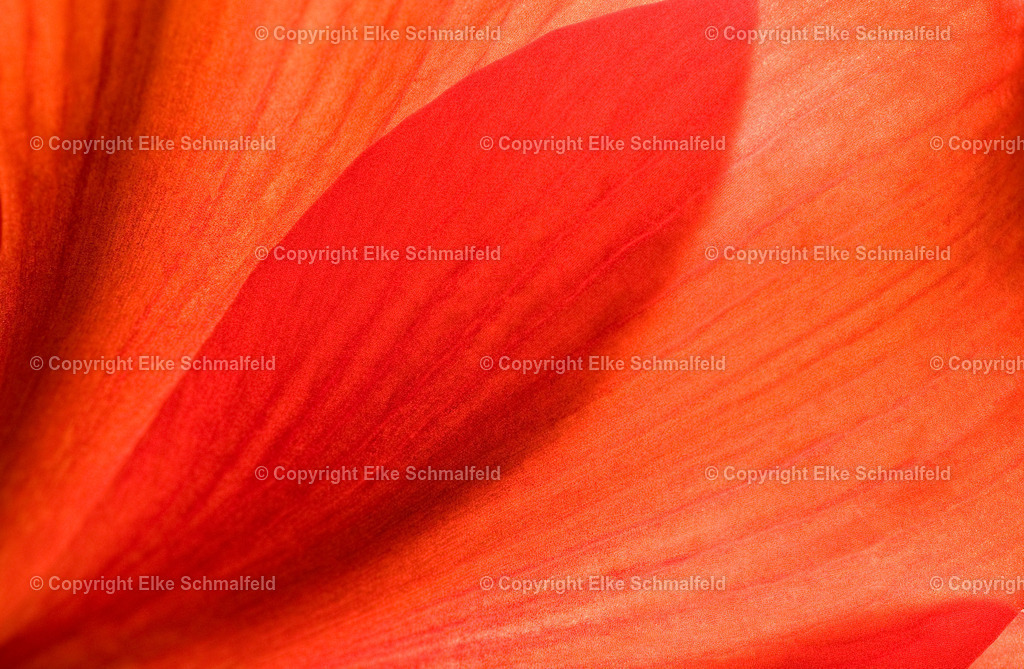 Bluetenreise-Rot-06 | Elke Schmalfeld - Realisiert mit Pictrs.com