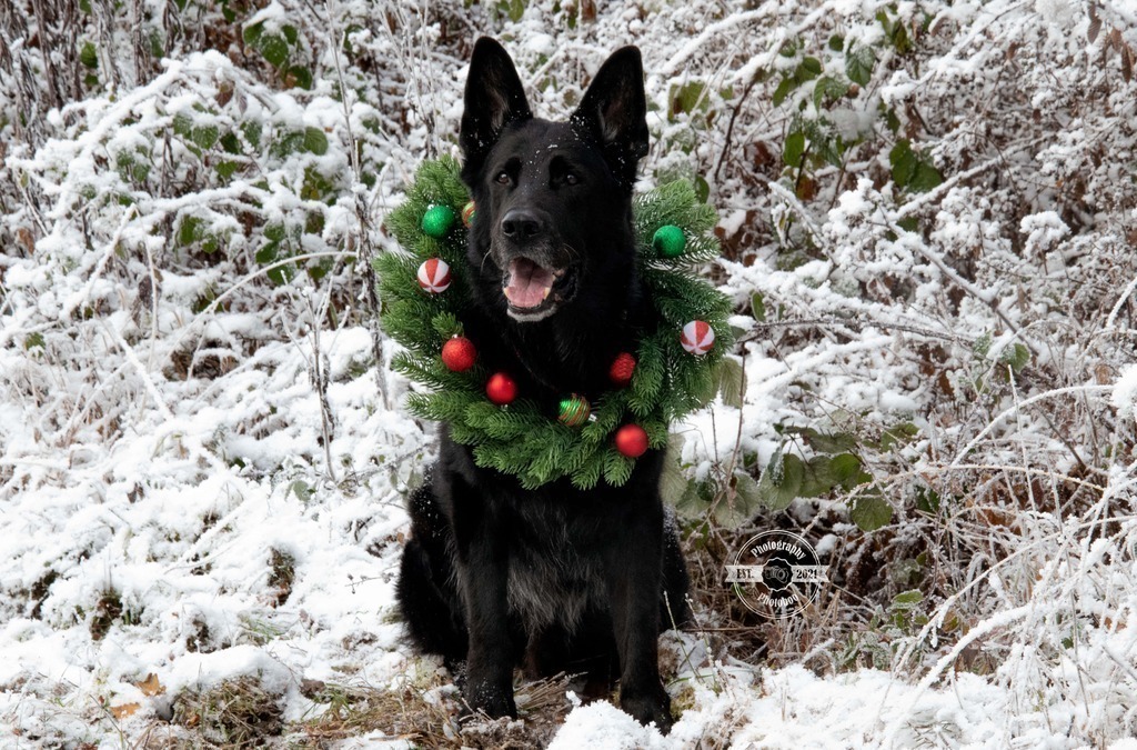 Lieblingsbilder_Photoboo_43 | Pferde- und Hundefotografie in Köln und Umgebung von Vanessza Csuka - Realisiert mit Pictrs.com