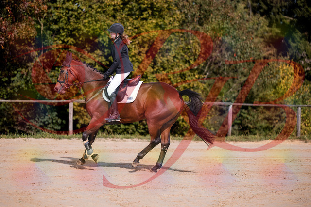 2026_10_03_Siefer-Hof_143525_Z81_03952472 | Professionelle Reitsport-, Turnier- und Eventfotografie von Robert Broda. Galerien mit ausgewählten und bearbeiteten Bildern direkt online ansehen und bestellen.