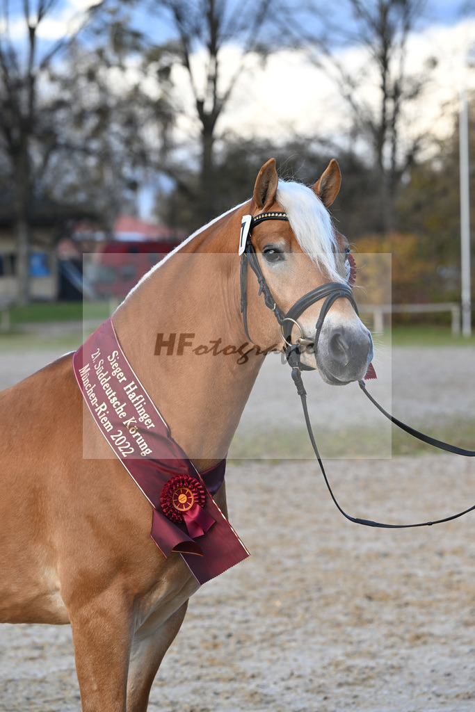 Kat-Nr. 7 Nachtprinz v. Nachtstolz_Schwarz_60221696 | hf-fotografie - Realisiert mit Pictrs.com