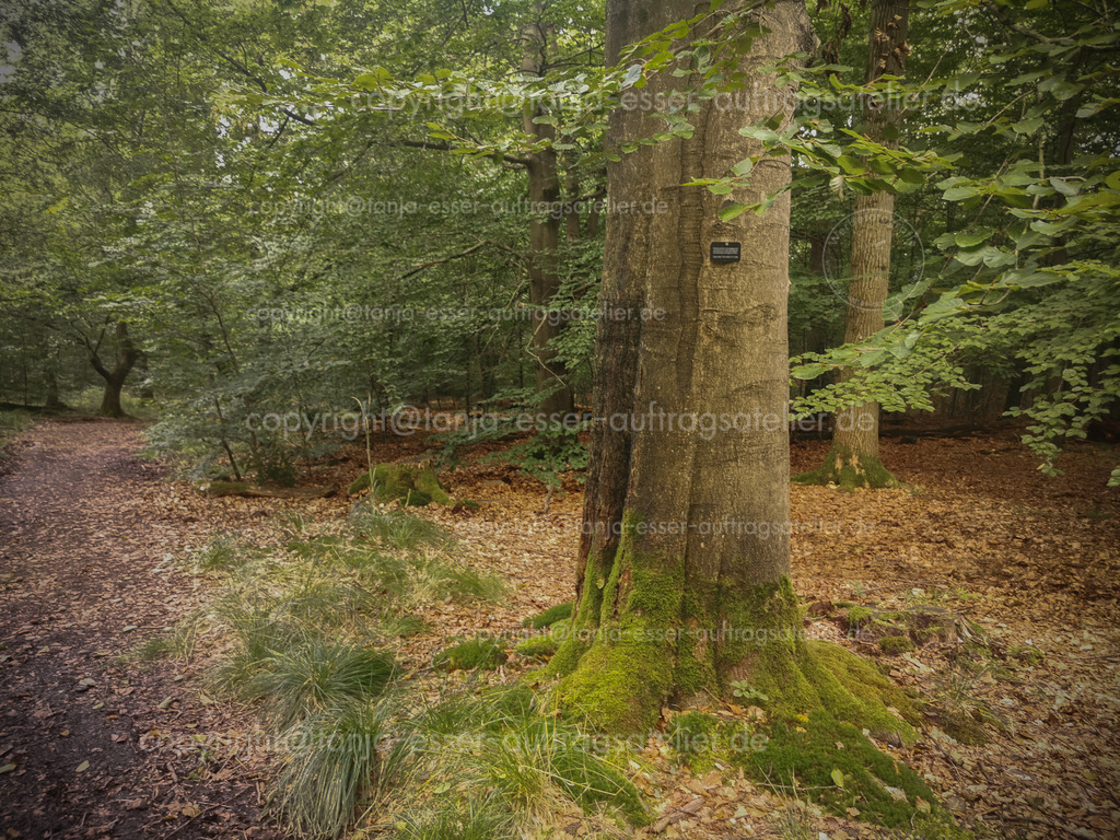 Friedwald 5 D | Bäume in einem Friedwald. An einem Baum erkennt man die Namenstafeln von den beerdigten Menschen im Baumgrab. Ort des Gedenkens.