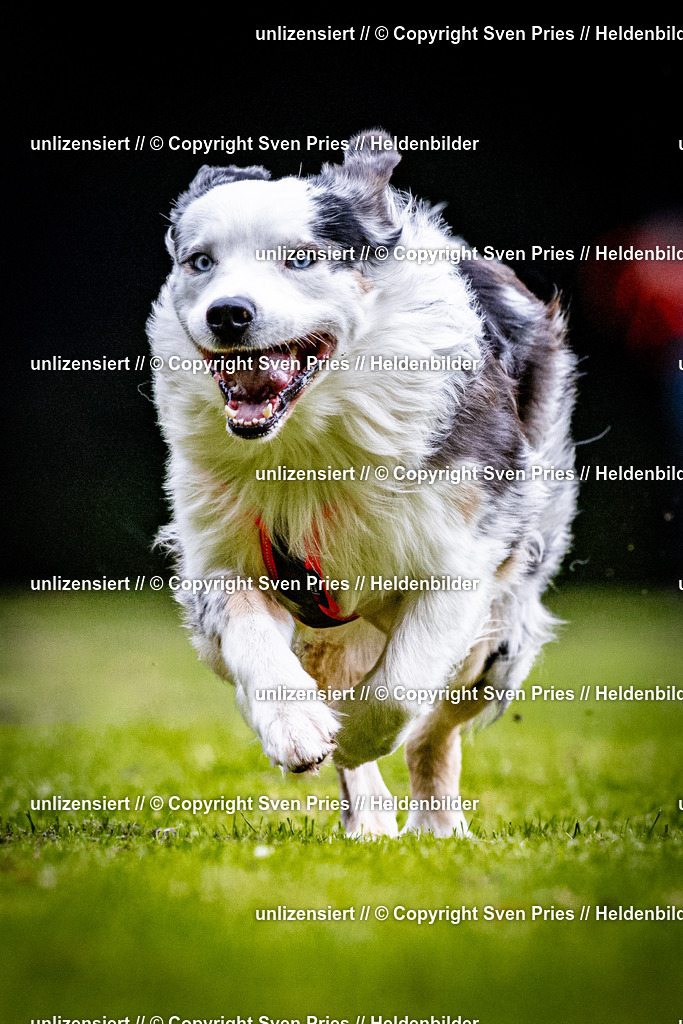 Sven Pries | 2025-10-03 - Hunderennen Obergrombach - Realisiert mit Pictrs.com