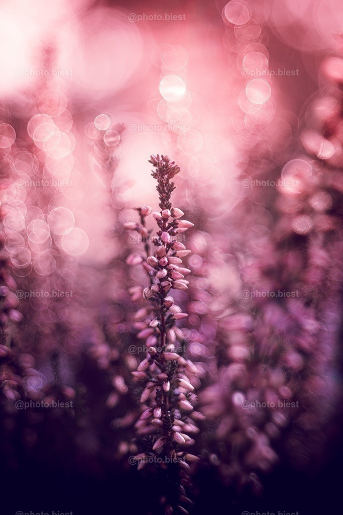 Pink Bubbles | Winterliches Heidekraut im Bokehbad. - Realisiert mit Pictrs.com