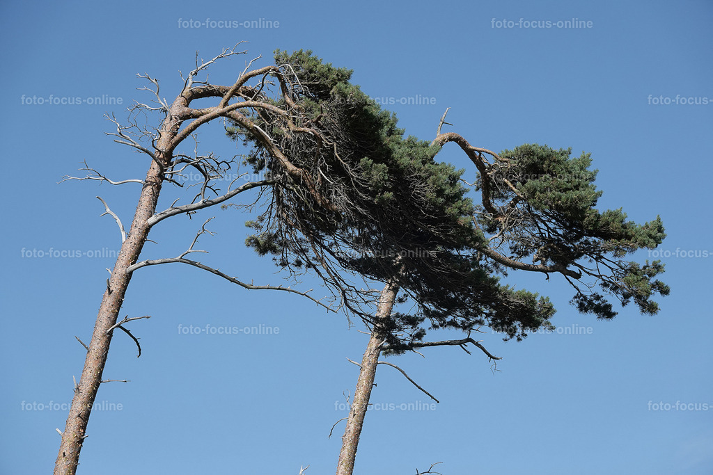 Windswept trees | wind escaper trees in sunny weather