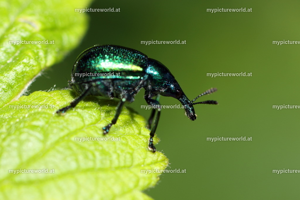 Byctiscus betulae-002 | Das Bilderarchiv über Tiere, Planzen und Landschaften. In der Bilddatenbank finden Sie ein große Auswahl an hochwertigen Bilder für Ihre Werbung - Realisiert mit Pictrs.com
