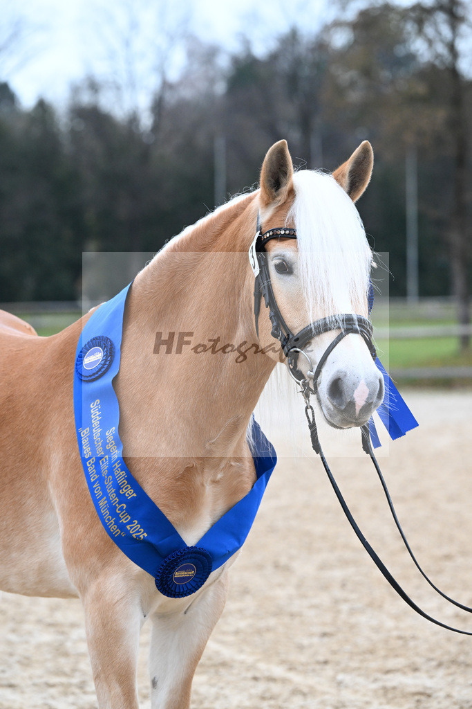 Bl. Band Kat-Nr. 3 Lorena v. Sterlington_Weber_48251719 | hf-fotografie - Realisiert mit Pictrs.com