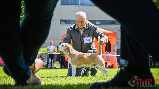 Beagle Club Schweiz  | Beagle Club Schweiz, 45 Jahre in Menziken 2025 Foto: Leo Wyden