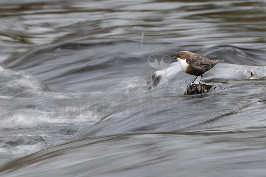 R5M25657_20260412 | Eine Wasseramsel (Cinclus cinclus) steht auf einem kleinen Felsen inmitten eines schnell fließenden Flusses. Das Wasser um den Vogel herum ist durch die Langzeitbelichtung weichgezeichnet und erzeugt eine dynamische Bewegung. Der Vogel ist braun mit einem weißen Brustfleck und einem dunklen Schnabel. Es interagiert mit seiner Umgebung, indem es im strömenden Wasser nach Nahrung sucht oder ruht. - Realisiert mit Pictrs.com