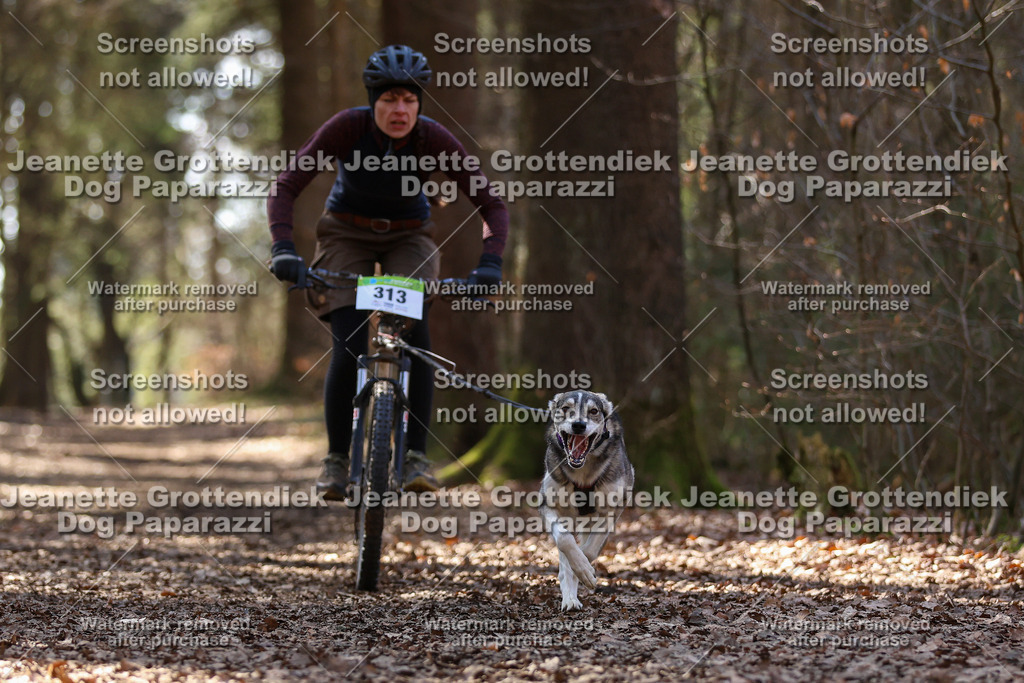 Dog Paparazzi - VCC26-1378 | Dog Paparazzi Jeanette Grottendiek Fotografie & Videografie - Realisiert mit Pictrs.com