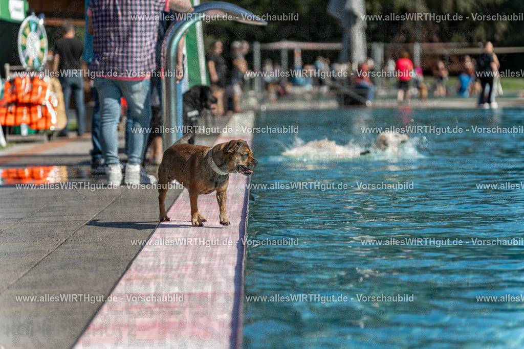 Hundeschwimmen_Volksbad_2026-allesWIRTHgut_Tierfotografie-2609061121-103114-7R509573 | Professionelle Tierfotografie in Mönchengladbach von Daniel Wirth (allesWIRTHgut). Liebevolle & natürliche Bilder von Hunden & Katzen für unvergessliche Erinnerungen.