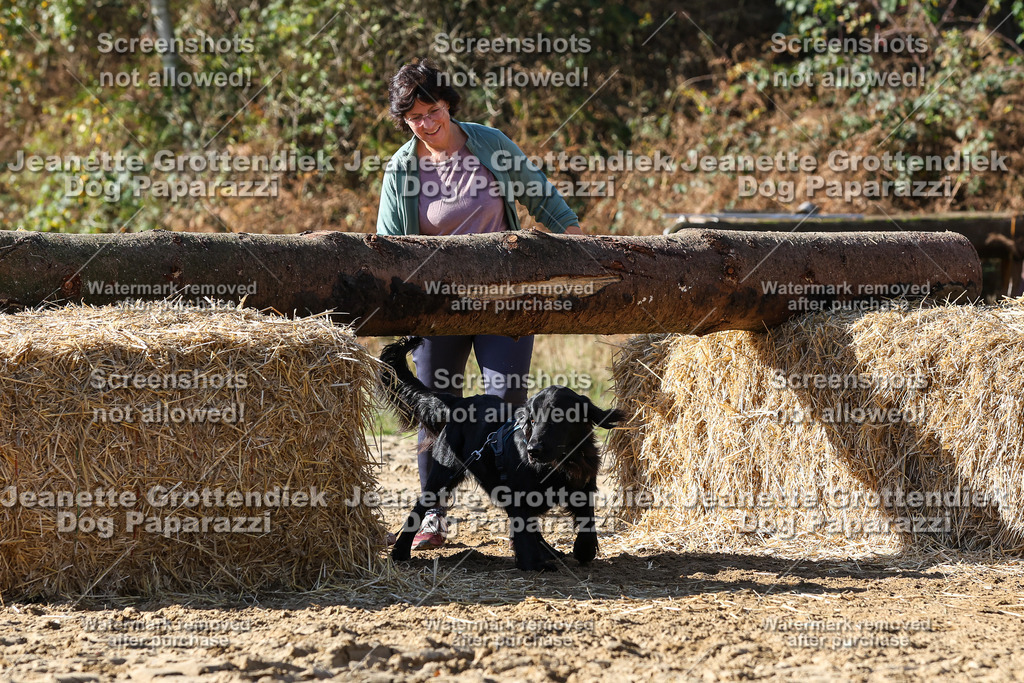Dog Paparazzi - Strongdog 10-25-4761 | Dog Paparazzi Jeanette Grottendiek Fotografie & Videografie - Realisiert mit Pictrs.com