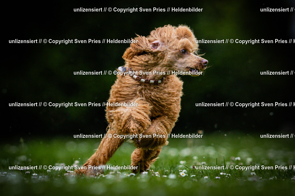 Sven Pries | 2025-05-29 - Pudelrennen KA-Durlach - Realisiert mit Pictrs.com