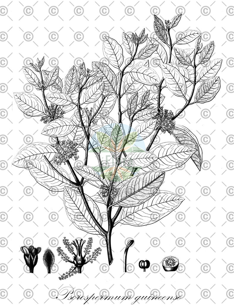 HistAbb_wfo-0000397175_1_ENZY_Simple | Historische Abbildung von Psorospermum guineense - Hypericaceae | Historical Illustration of Psorospermum guineense - Hypericaceae