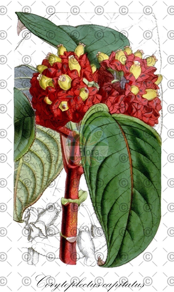 HistAbb_wfo-0000623519_1_ENZY_Simple | Historische Abbildung von Corytoplectus capitatus - Gesneriaceae | Historical Illustration of Corytoplectus capitatus - Gesneriaceae