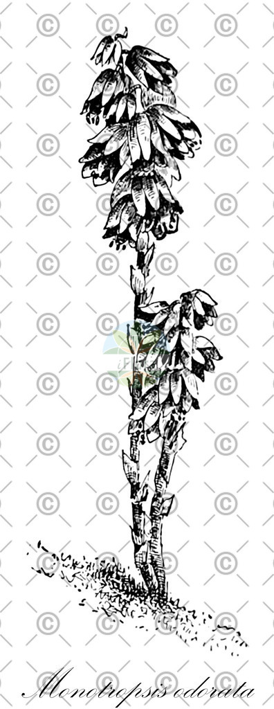 HistAbb_wfo-0001064106_2_ENZY_Simple | Historische Abbildung von Monotropsis odorata - Ericaceae | Historical Illustration of Monotropsis odorata - Ericaceae (carolina beechdrops;pygmy-pipes)