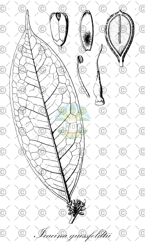 HistAbb_wfo-0000875539_1_ENZY_Simple | Historische Abbildung von Icacina guessfeldtii - Icacinaceae | Historical Illustration of Icacina guessfeldtii - Icacinaceae