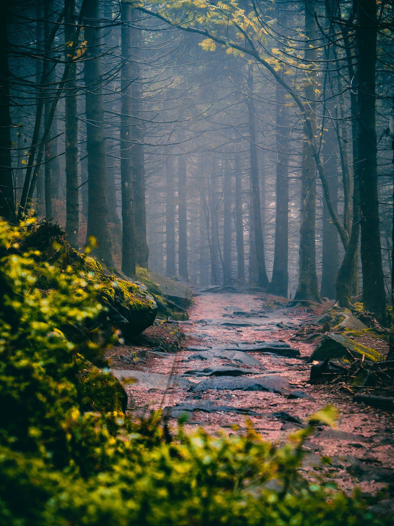 Rainy Black Forest | Ein Regentag im herbstlichen Schwarzwald - Realisiert mit Pictrs.com