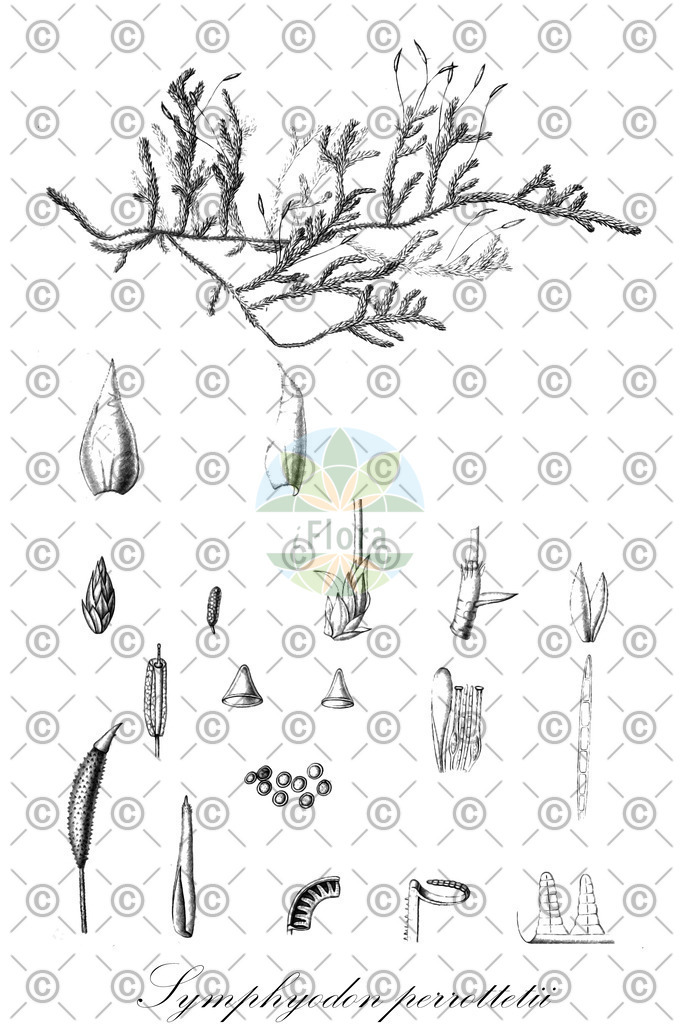 HistAbb_wfo-0000010284_1_ENZY_Simple | Historische Abbildung von Symphyodon perrottetii - Symphyodontaceae | Historical Illustration of Symphyodon perrottetii - Symphyodontaceae