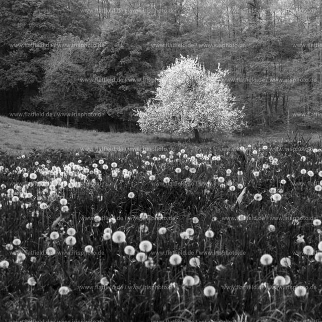 Pusteblumenwiese mit Apfelbaum | Schöne Frühlingsimpression aus dem Odenwald