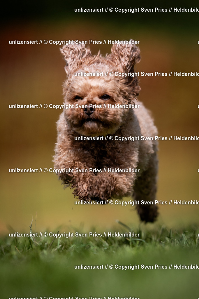 Sven Pries | 2024-04-21 - Hunderennen Baden-Oos
Foto: Sven Pries - Realisiert mit Pictrs.com