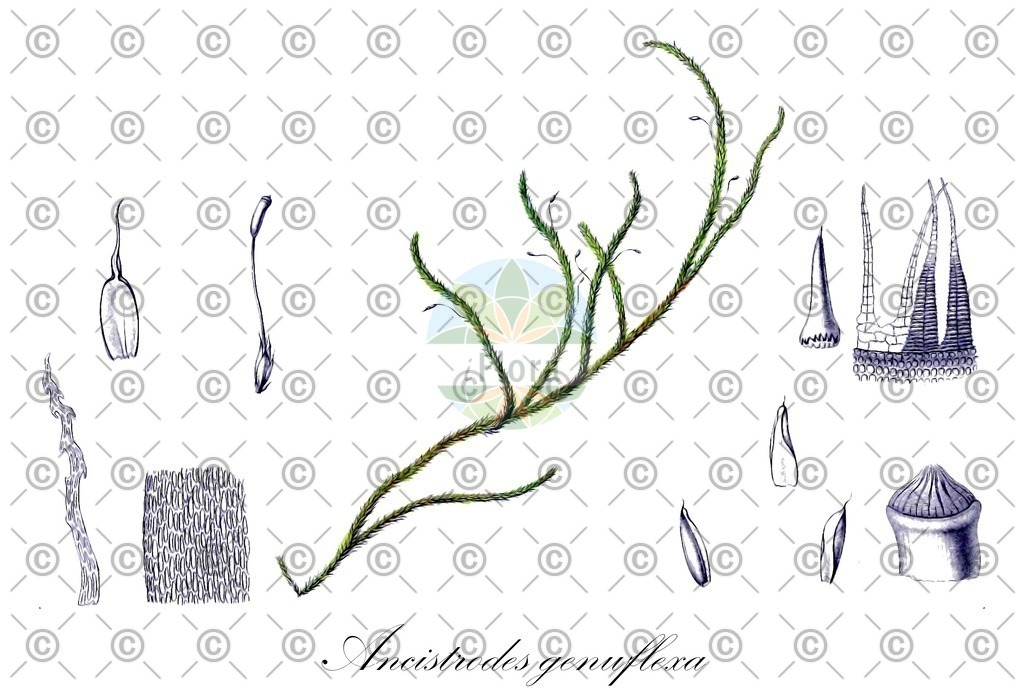 HistAbb_wfo-0001146717_2_ENZY_Simple | Historische Abbildung von Ancistrodes genuflexa - Saulomataceae | Historical Illustration of Ancistrodes genuflexa - Saulomataceae
