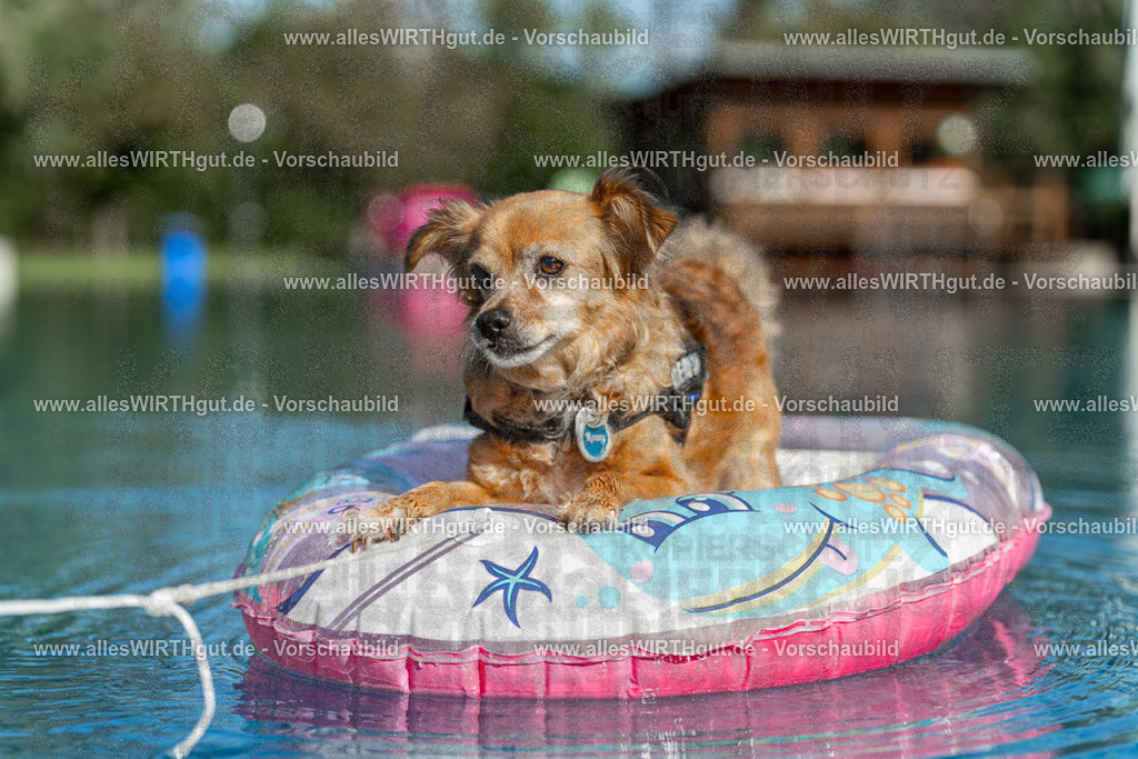 Hundeschwimmen_Volksbad_2026-allesWIRTHgut_Tierfotografie-2609061049-095911-7R509261 | Professionelle Tierfotografie in Mönchengladbach von Daniel Wirth (allesWIRTHgut). Liebevolle & natürliche Bilder von Hunden & Katzen für unvergessliche Erinnerungen.