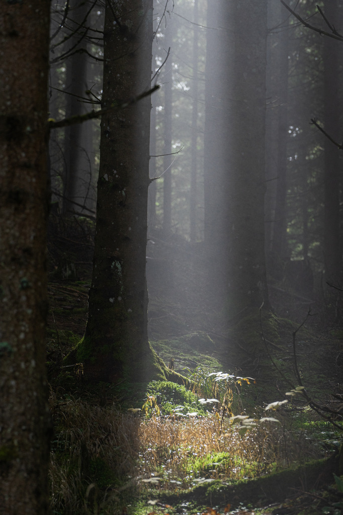 Lichtstreif im Nebel | Ein kleiner Lichtstreif durchbricht den Nebel - Realisiert mit Pictrs.com