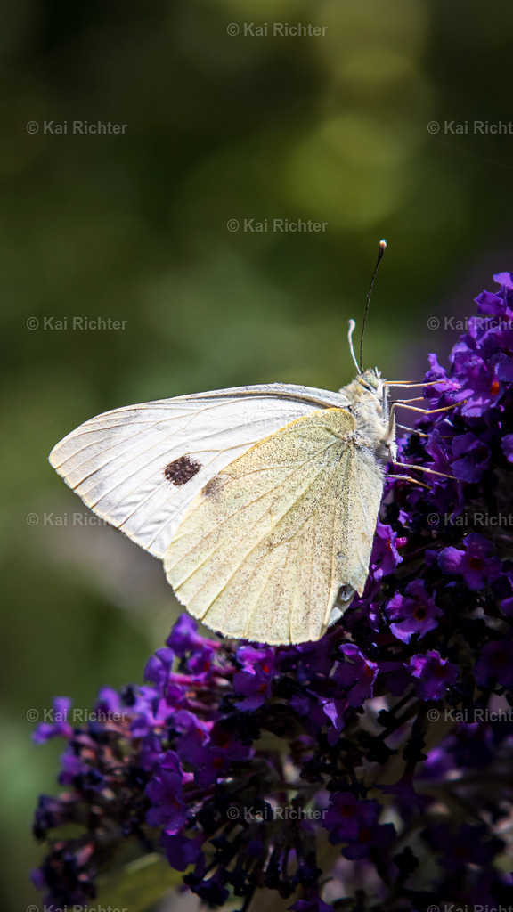 _MG_0005 | KRmoments und SPORT.KRmoments.de - Realisiert mit Pictrs.com