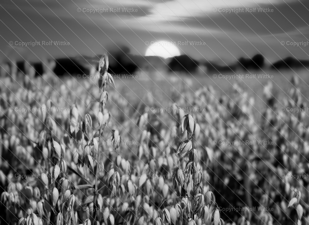 haferfeld B+W | Rolf Wittke  - Realisiert mit Pictrs.com