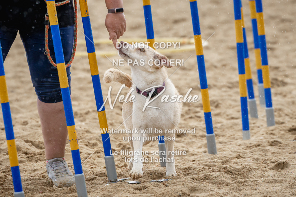 nelerasche_BuHu2026_So1430-1530_101 | nelerasche