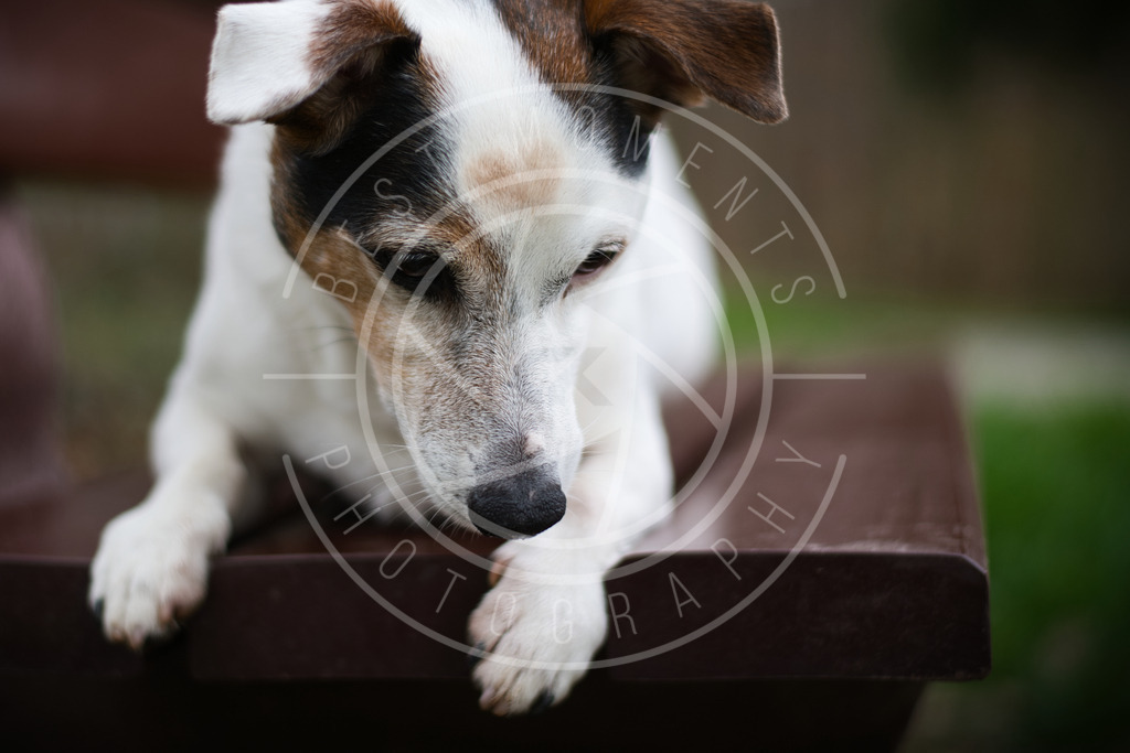 DSC_2237 | best-moments-photography - Realisiert mit Pictrs.com