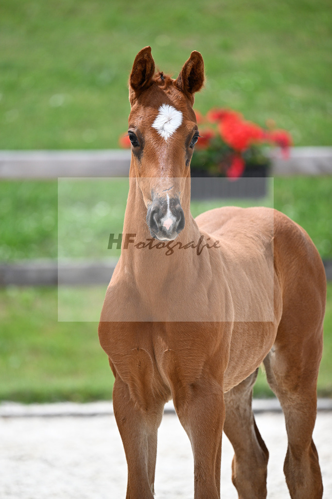 Kat-Nr. 27 Vitalos x De Niro_SF_Eder_15250749 | hf-fotografie - Realisiert mit Pictrs.com