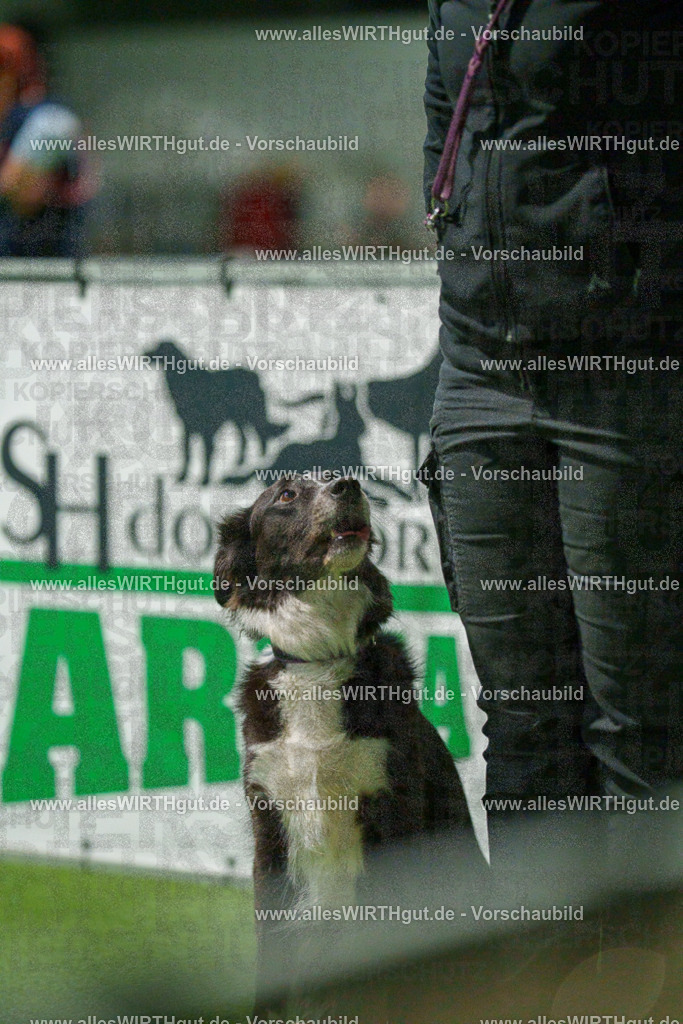 7R507263 | Professionelle Tierfotografie in Mönchengladbach von Daniel Wirth (allesWIRTHgut). Liebevolle & natürliche Bilder von Hunden & Katzen für unvergessliche Erinnerungen.