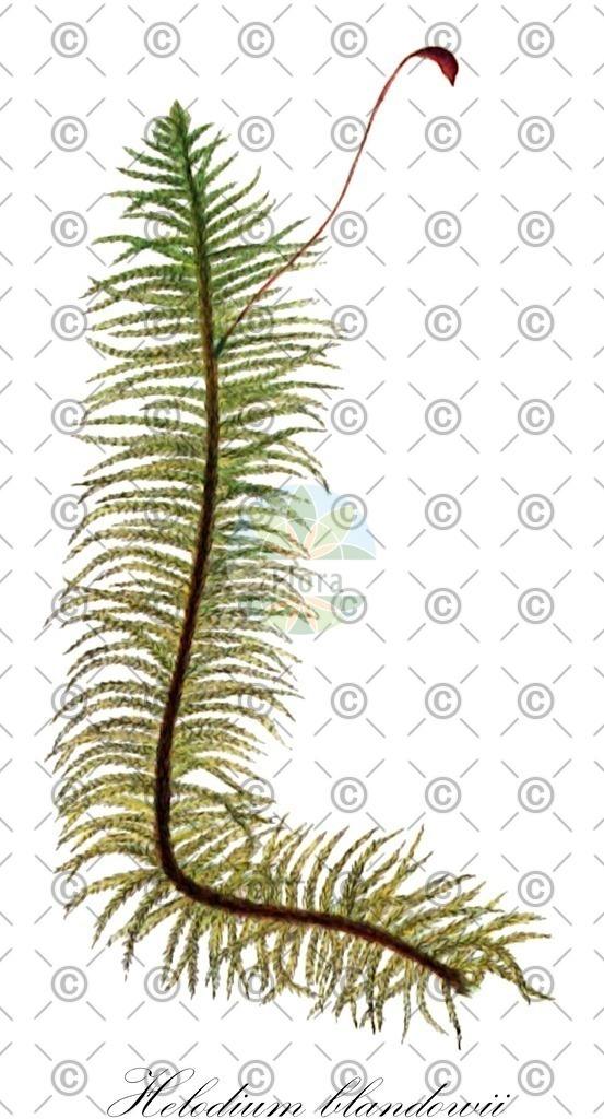 HistAbb_wfo-0000719298_1_ENZY_Simple | Historische Abbildung von Helodium blandowii - Helodiaceae | Historical Illustration of Helodium blandowii - Helodiaceae