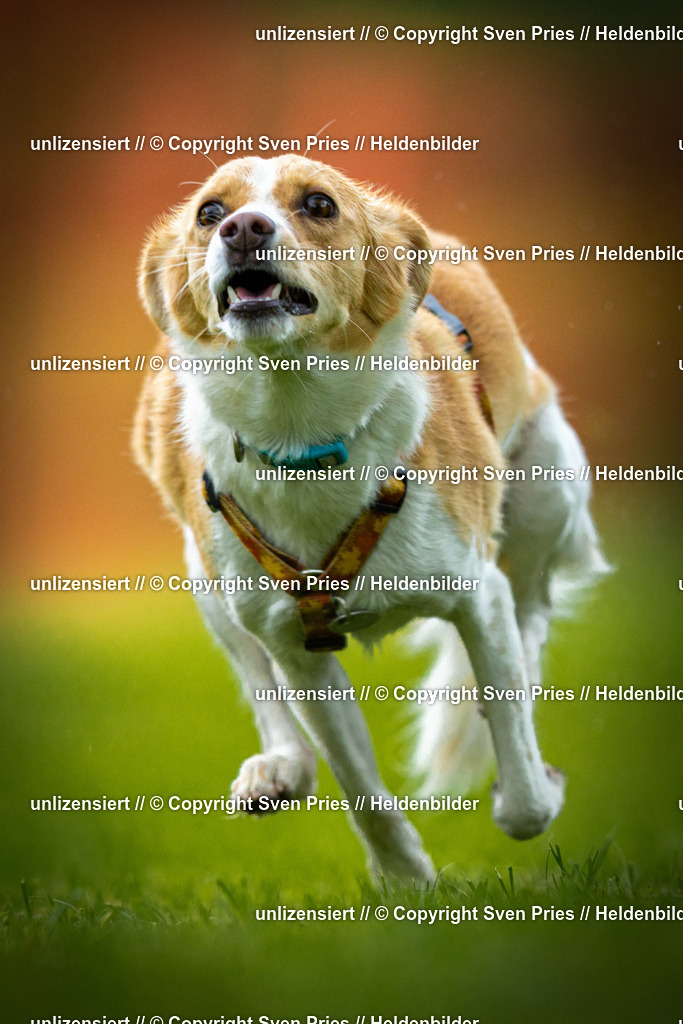 Sven Pries | 2025-09-21 - Hunderennen Baden-Oos - Realisiert mit Pictrs.com