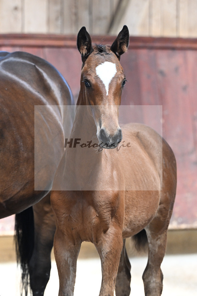 Kat-Nr. 12 Imperio x Decurio_SF_Gindhart_25250038 | hf-fotografie - Realisiert mit Pictrs.com