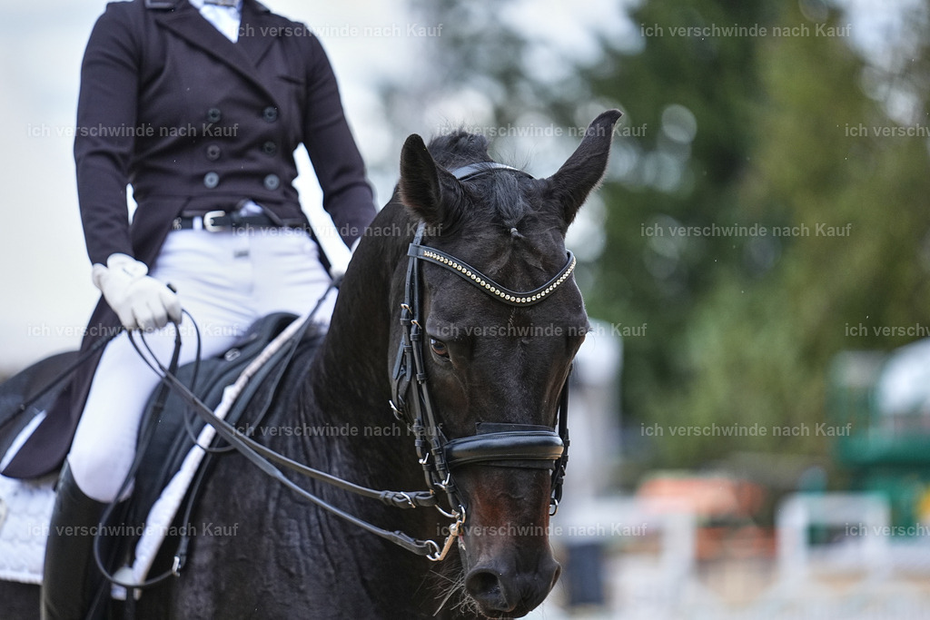 8_1-118-Klasse S_  -Marixx-4228 | working equitationturnier fotograf videograf stoibphotography marixx film working equitation deutschland reitsport turnierfotografie eventfotografie equestrian events