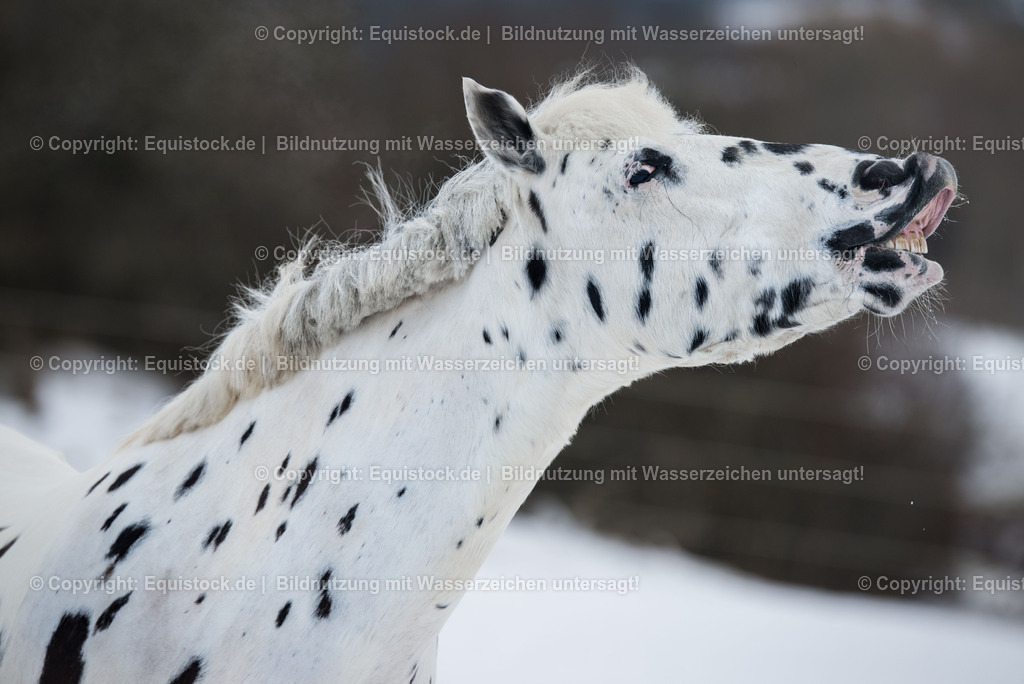 20150209_Knabstrupper_im_Schnee_0003 | equistock