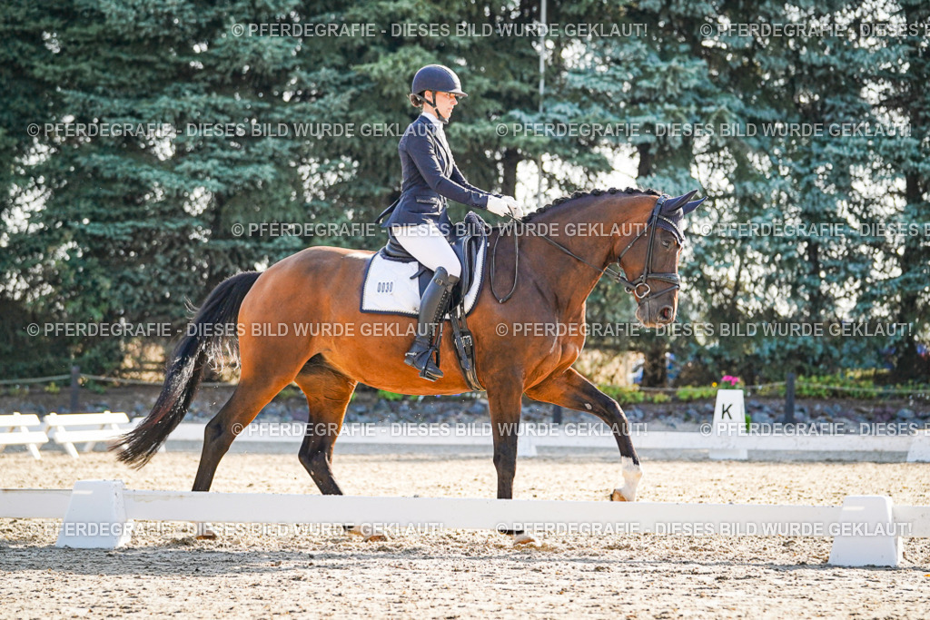 DSC08906 | Pferdegrafie