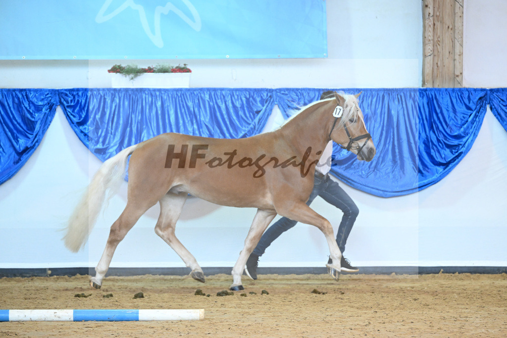 Kat-Nr. 17 nn v. Steingold_Stange_60220738 | hf-fotografie - Realisiert mit Pictrs.com