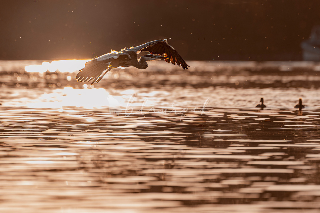 HS_-8313 | Sportbilder, Sportfotograf, Hochzeits- und Eventfotografin, Flugshows, Portraits und Tiershooting, Aviation, Downhill, Nationalleague, Swissleague, International