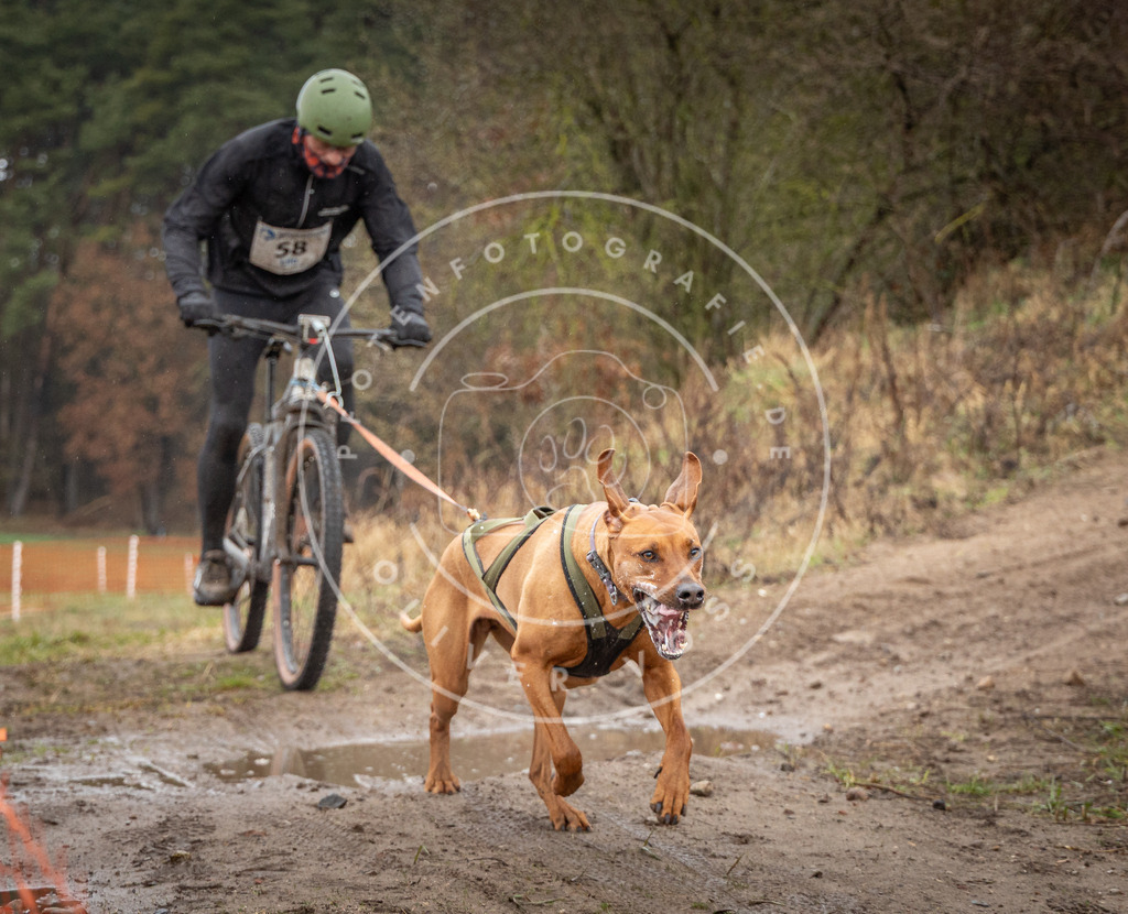 0L8A8976 | Hundefotografie, Tierfotograf, Pfotenfotografie, Fotoshooting Hund, Hunde Portrait, Hundesport, Hundeportraits, Heideshooting, Hunde, Sportfotograf, Hundefotograf, Turnierhundsport, THS,  - Realisiert mit Pictrs.com