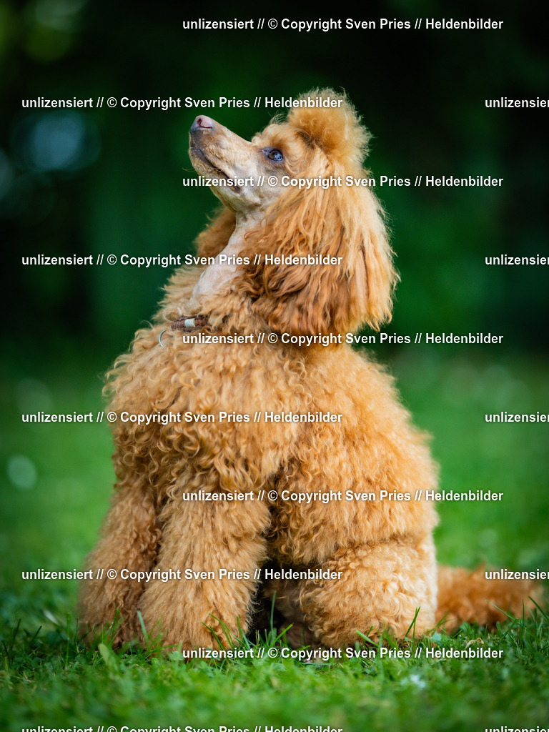 Sven Pries | 2025-05-29 - Pudelrennen KA-Durlach - Realisiert mit Pictrs.com