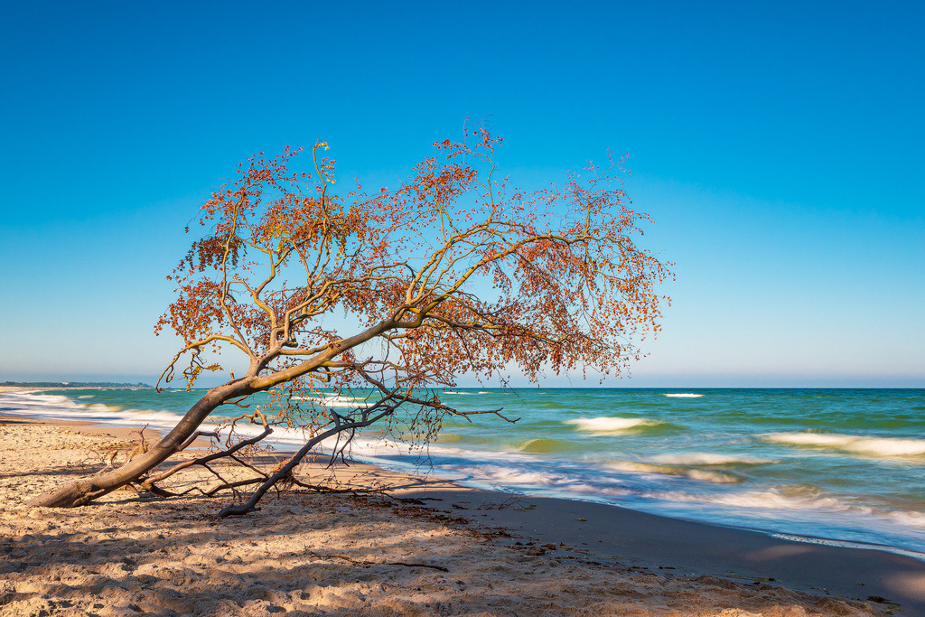 Umgestürzter Baum am Weststrand auf dem Fischland-Darß | Umgestürzter Baum am Weststrand auf dem Fischland-Darß.