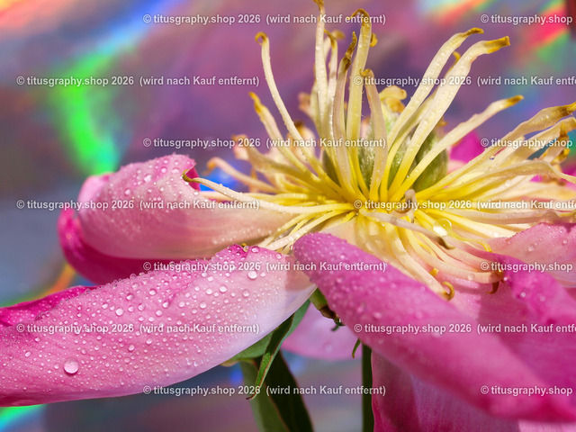 titusgraphy_P6217207-vz-ln | titusgraphy-shop: Geschenkideen mit Qualitätsfotos. titusgraphy-shop: gift ideas with quality photos. titusgraphy-shop: idées cadeaux avec photos de qualité.  - Realisiert mit Pictrs.com