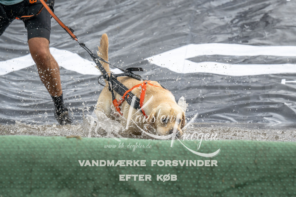 1412_ZZ94709 | kk-dogfotos